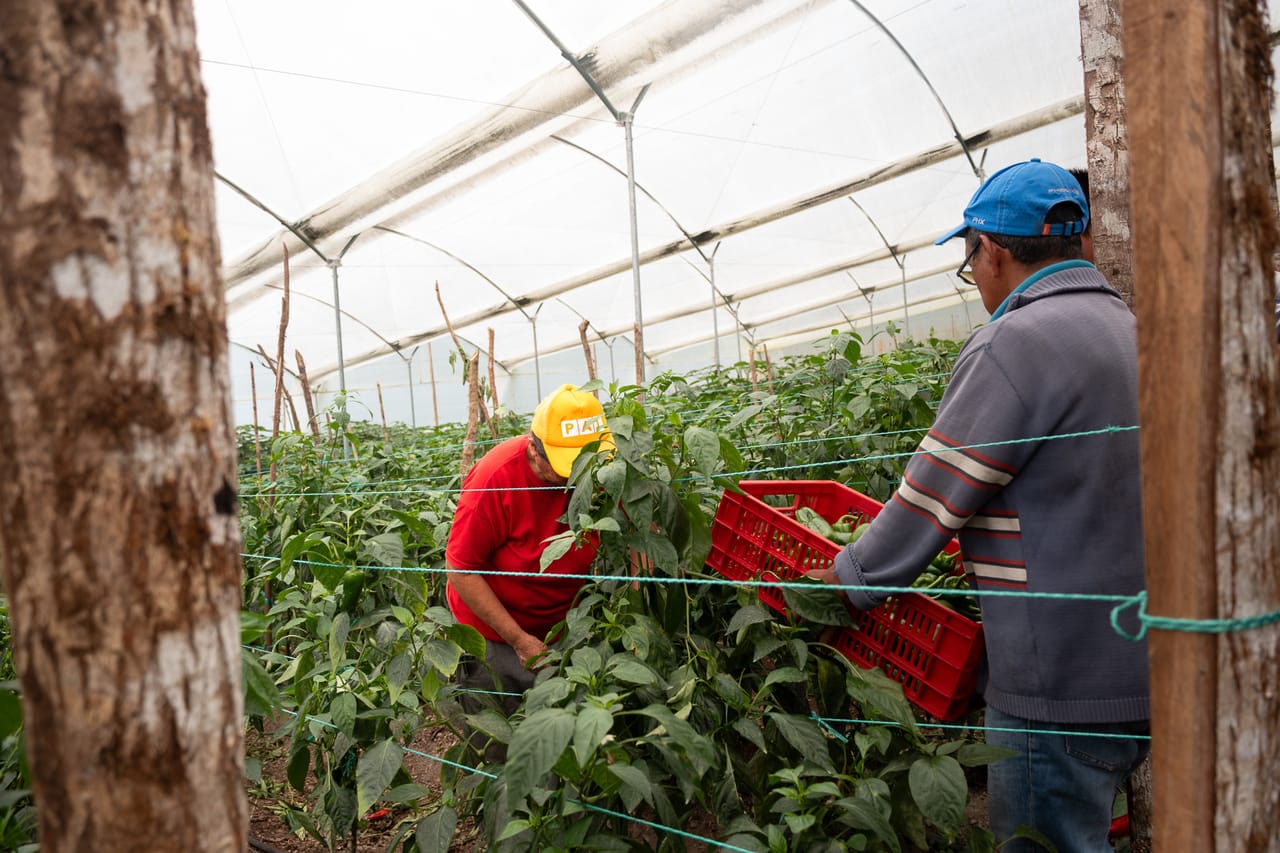 Reportage, ferme familiale