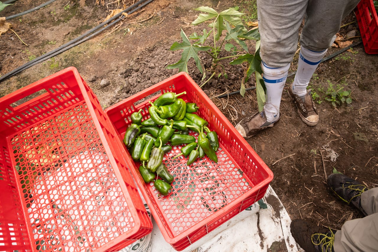 Reportage, ferme familiale