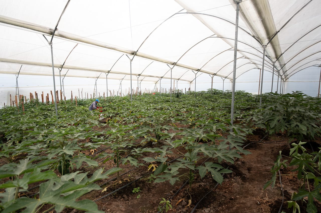 Reportage, ferme familiale