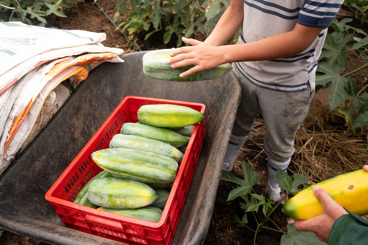 Reportage, ferme familiale